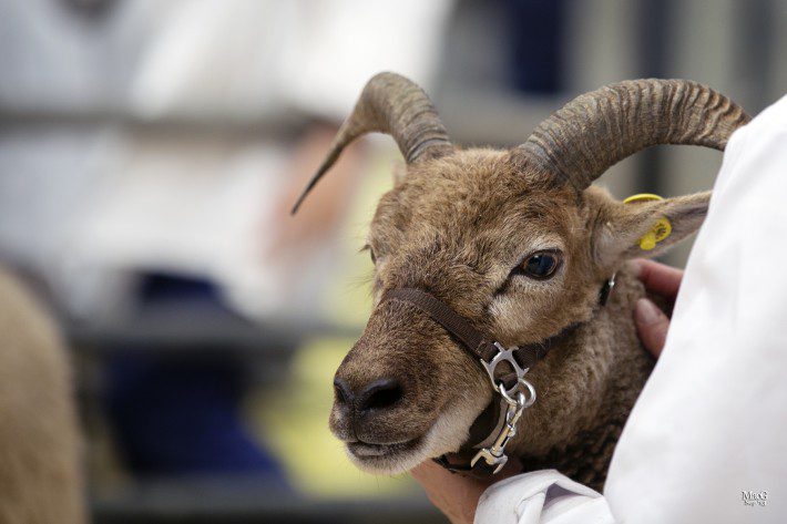 Scottish Smallholder Festival