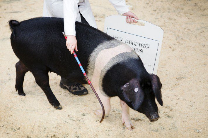 Scottish Smallholder Festival