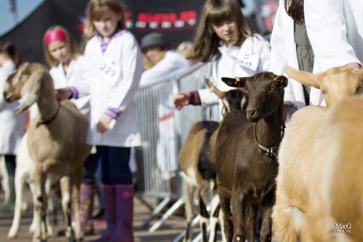 Scottish Smallholder Festival