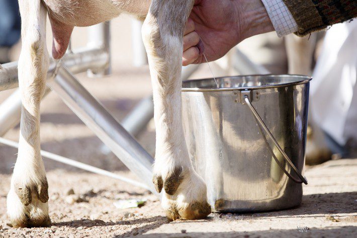 Scottish Smallholder Festival