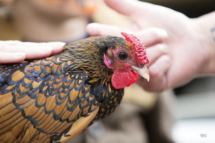 Scottish Smallholder Festival