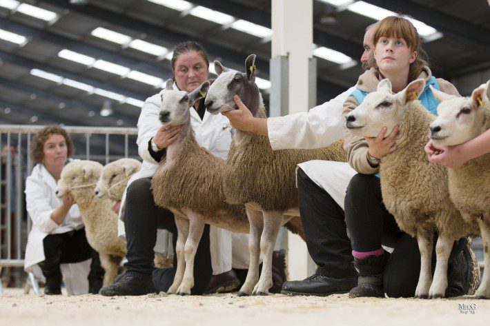 Scottish Smallholder Festival