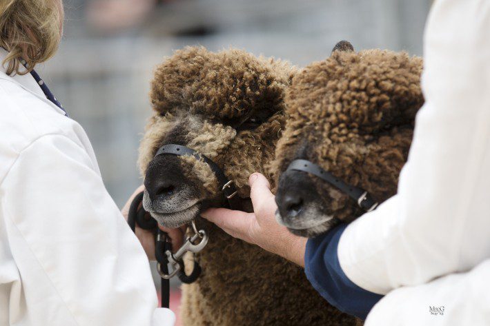 Scottish Smallholder Festival