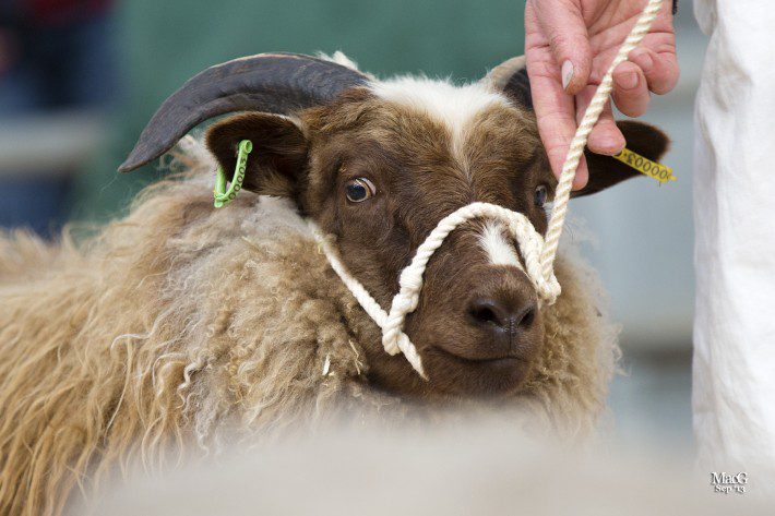 Scottish Smallholder Festival