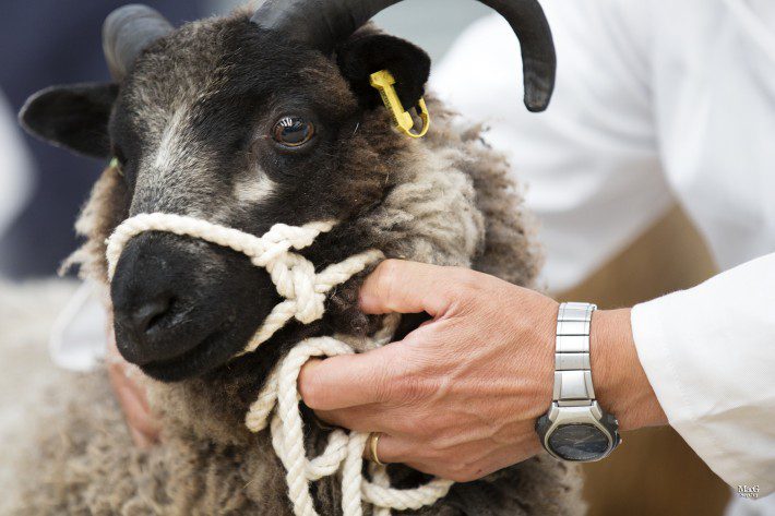 Scottish Smallholder Festival