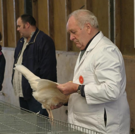 Poultry judge