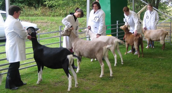 Showing goats