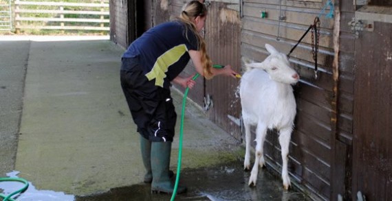 Washing a goat