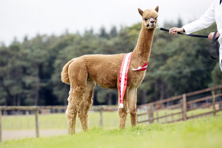 Scottish Smallholder Festival