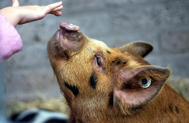 Kunekune