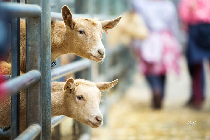 Scottish Smallholder Festival