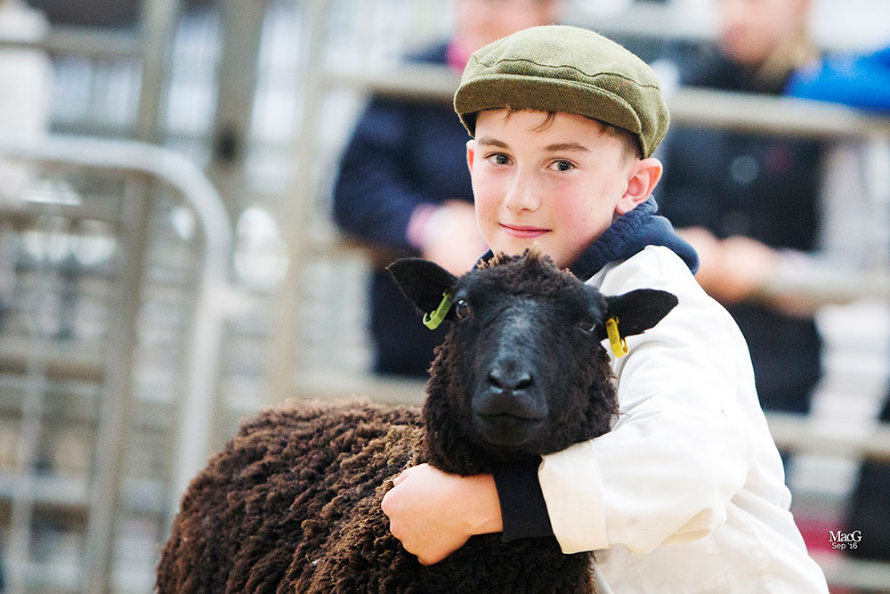 Young shepherd with Shetland sheep