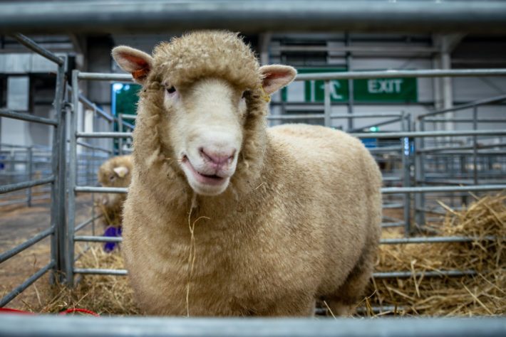 Scottish Smallholder Festival