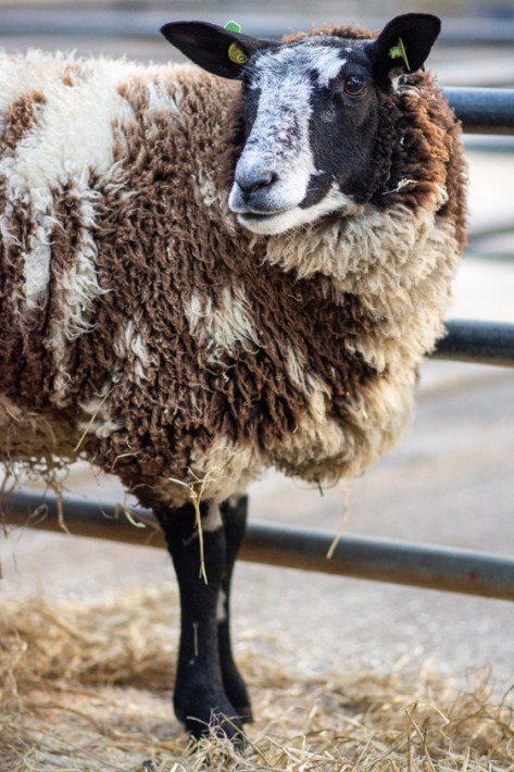 Dutch Spotted sheep