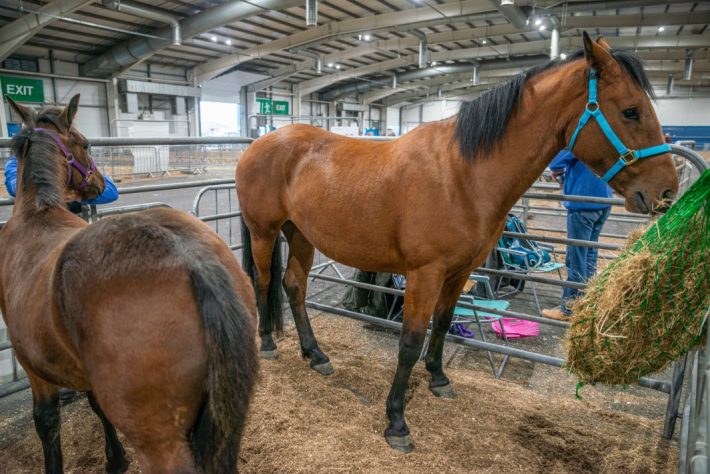 Scottish Smallholder Festival