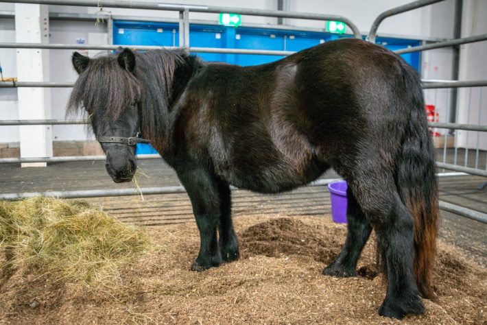 Scottish Smallholder Festival