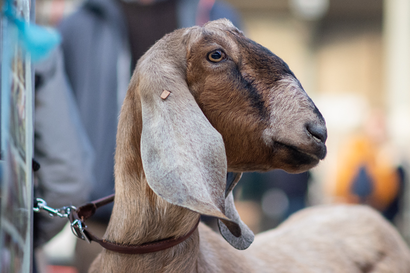 Anglo-Nubian goat