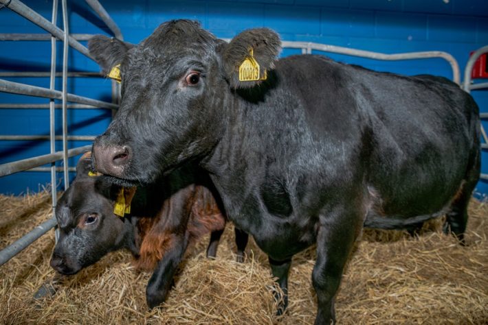 Scottish Smallholder Festival