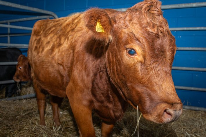 Scottish Smallholder Festival