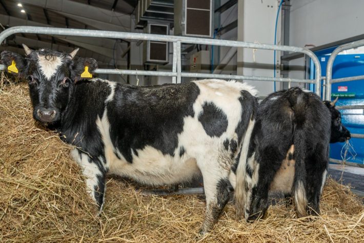 Scottish Smallholder Festival