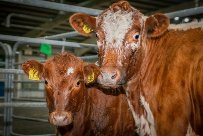 Scottish Smallholder Festival