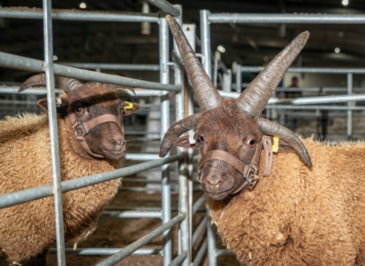 Scottish Smallholder Festival