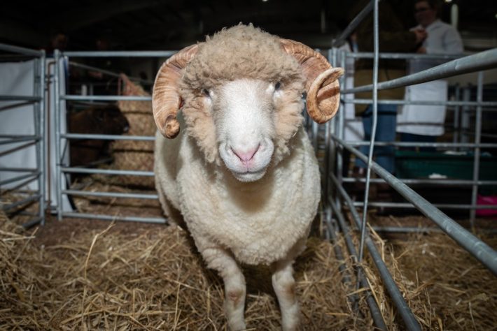 Scottish Smallholder Festival