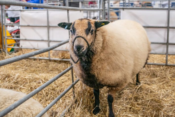 Scottish Smallholder Festival