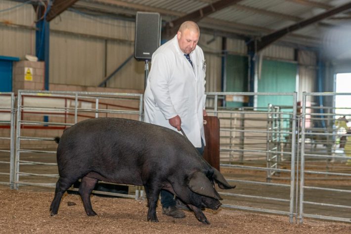 Scottish Smallholder Festival