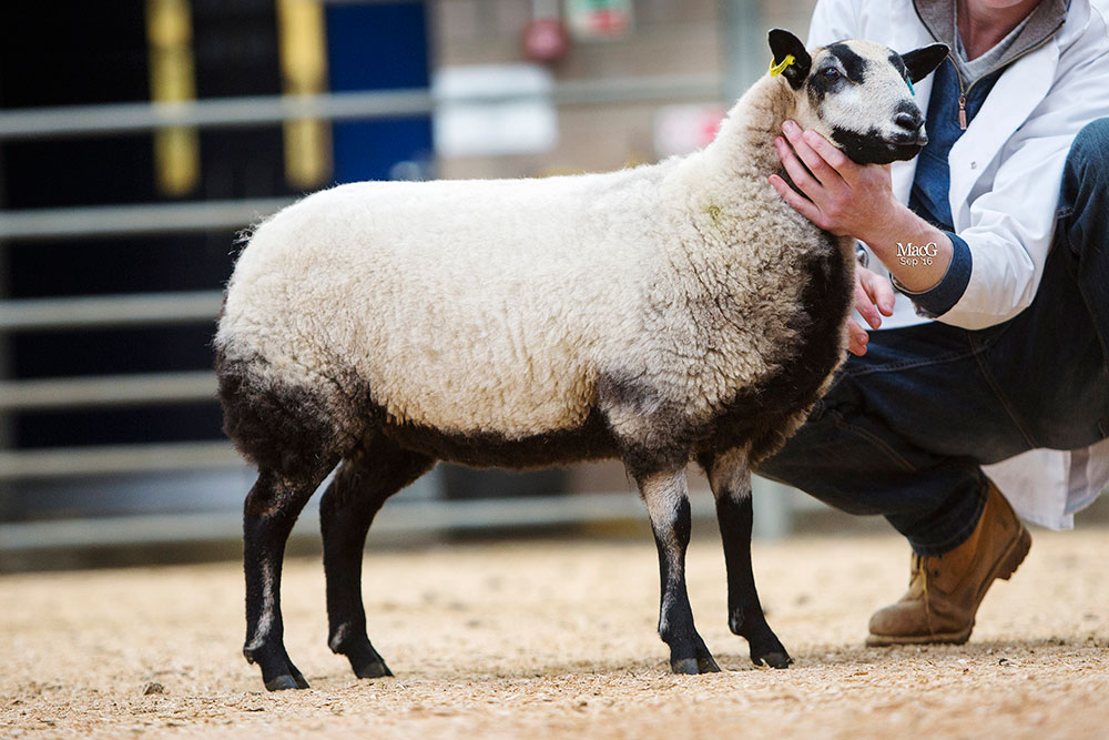 Interbreed Sheep Champion - Badger-faced Welsh Mountain (Scott Hamilton)
