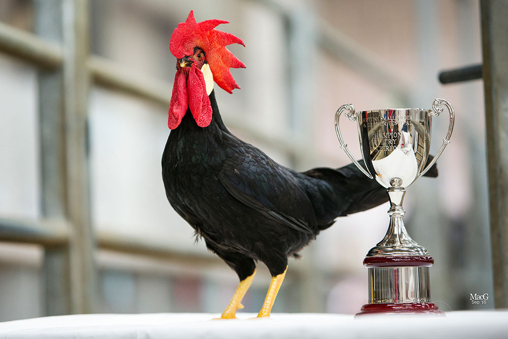 Poultry Champion, Modern Game Bantam (Neil Watson)