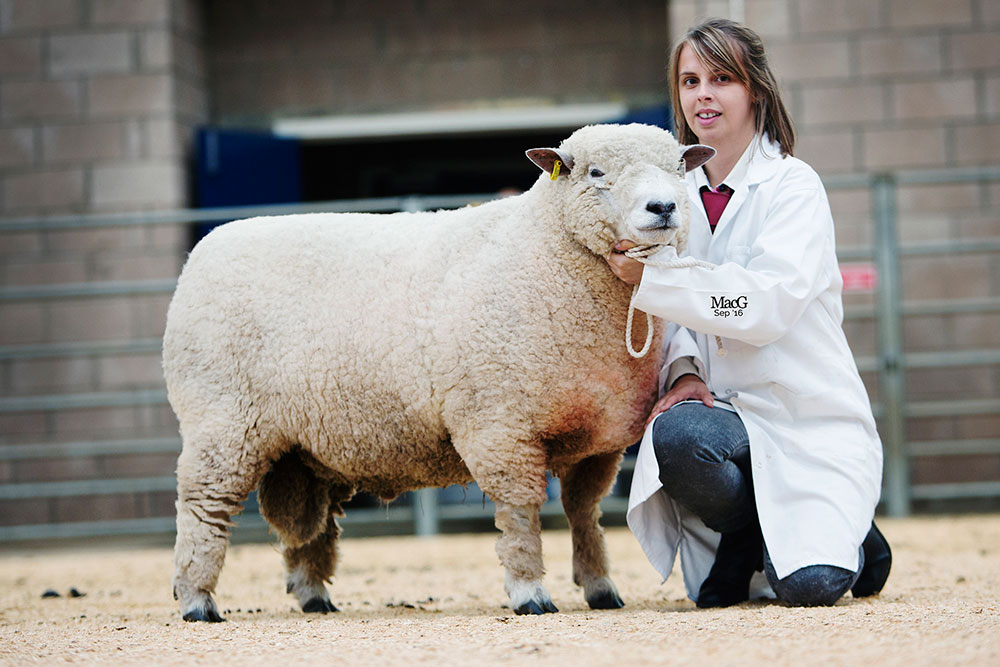 Reserve Interbreed Sheep Champion - Ryeland (Emma Griffiths)