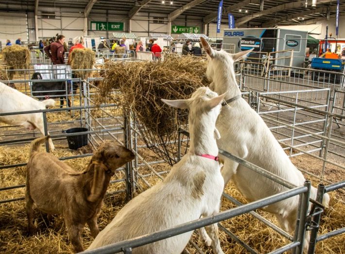 Scottish Smallholder Festival