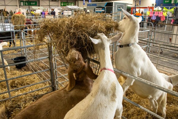 Scottish Smallholder Festival