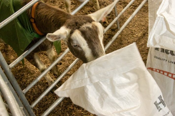 Scottish Smallholder Festival