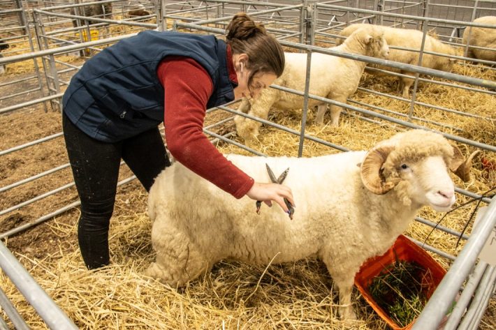 Scottish Smallholder Festival