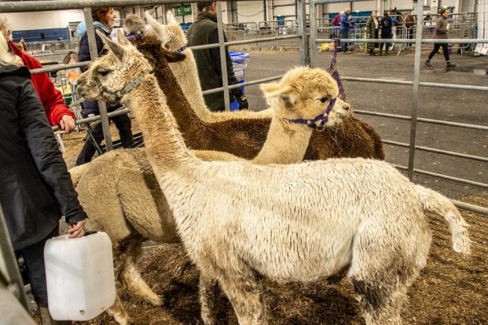 Scottish Smallholder Festival