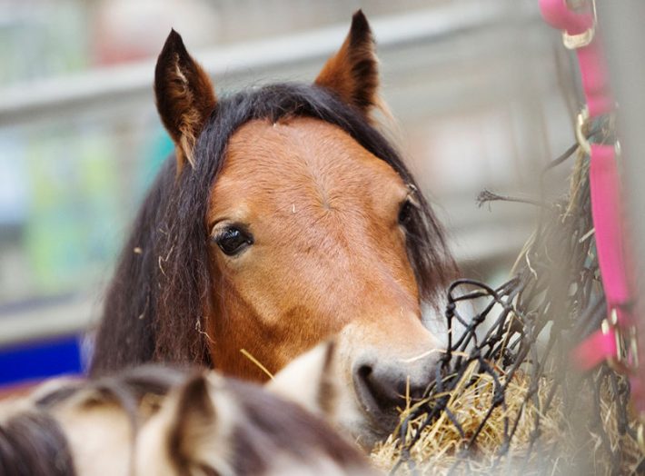 Scottish Smallholder Festival