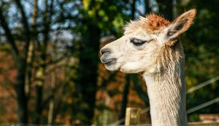 Velvet Hall Alpacas